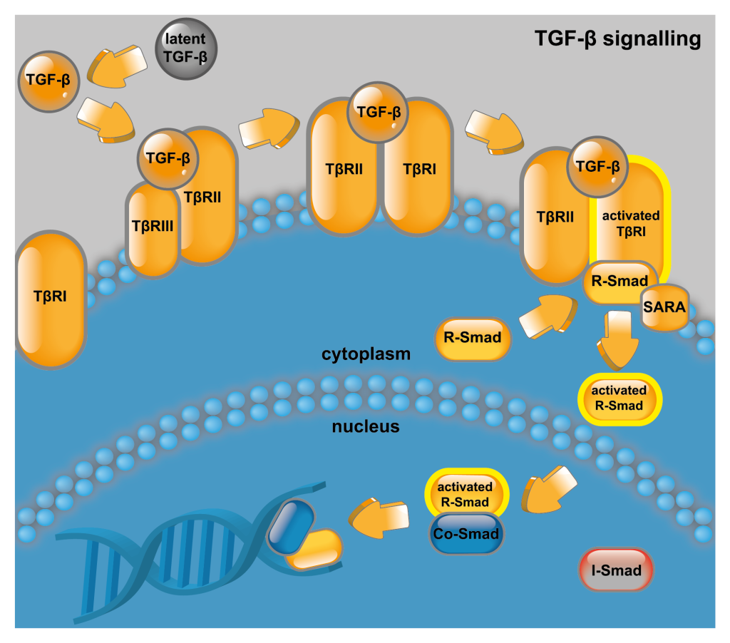 Tgf-β Signalling Pathway | Mybioscience Scientific Illustrations