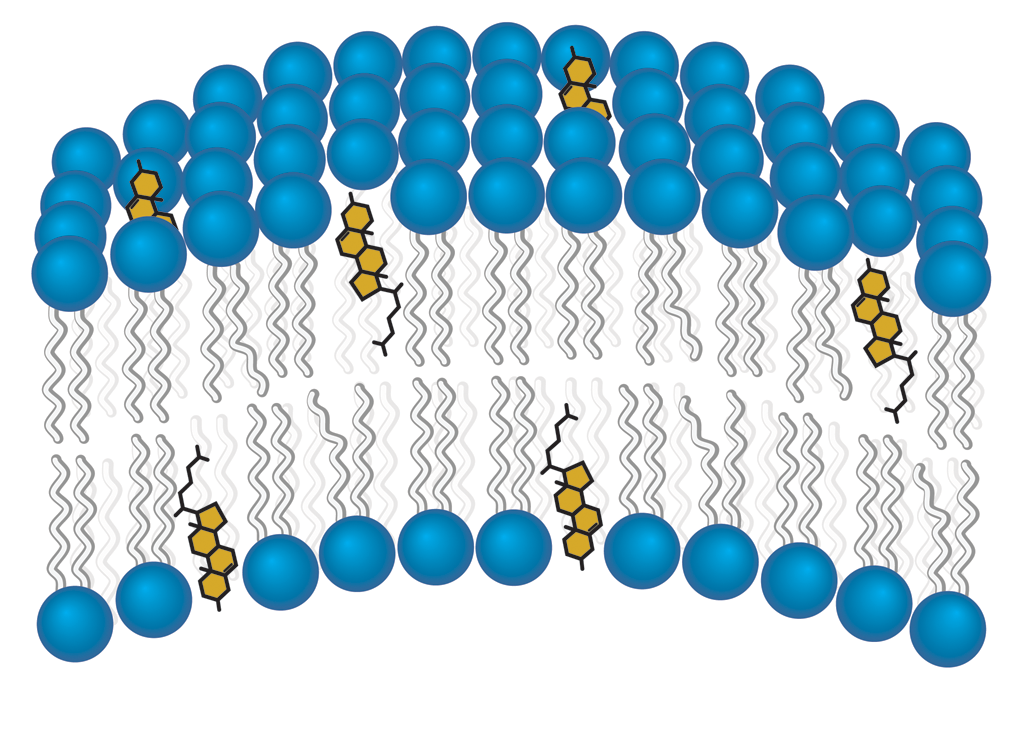 Plasma Membrane Cholesterol Mybioscience Scientific Illustrations 0588