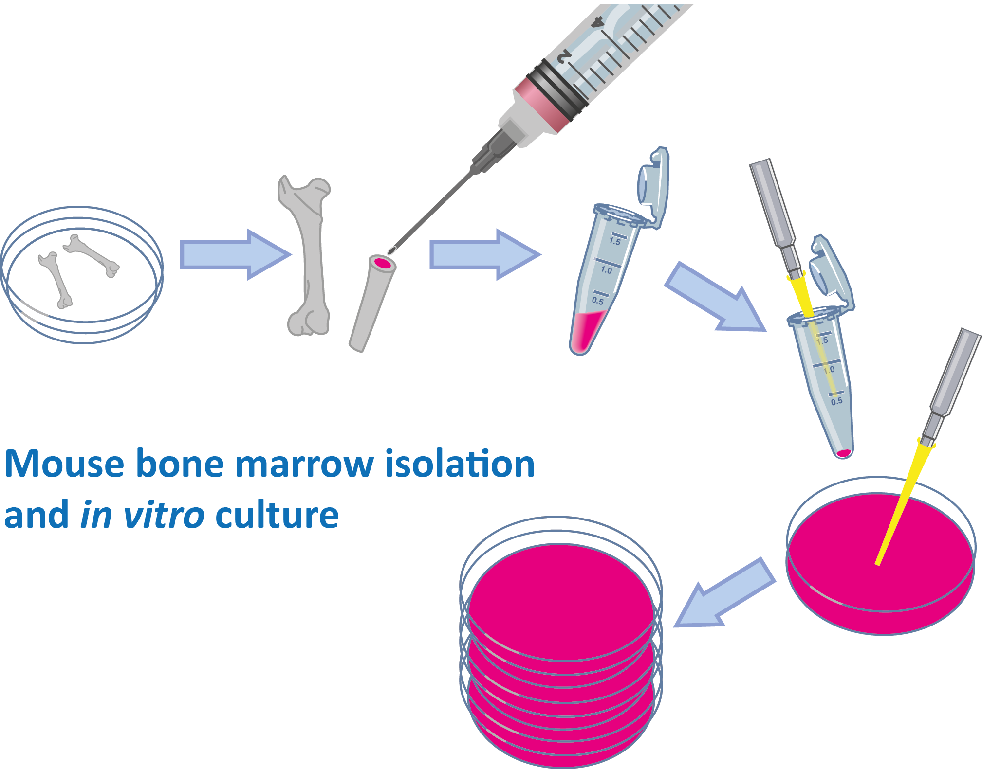 mouse bone marrow isolation and in vitro culture | mybioscience ...